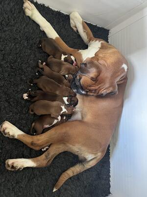 Ziggi with her pups