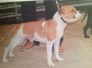 Sire of pups