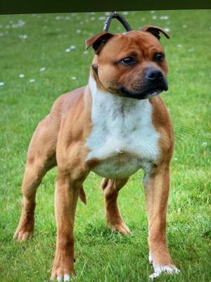 Sire samtan crime fighter at chezatree on 2rcc