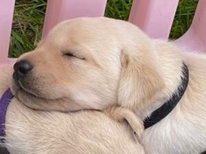 Rosebud puppies