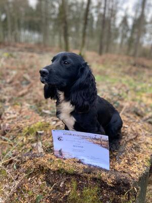 Wren 2nd place in puppy working test
