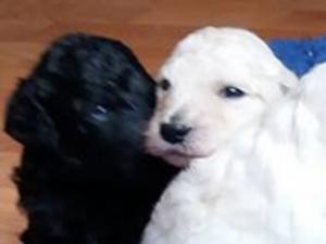 Two of the puppies