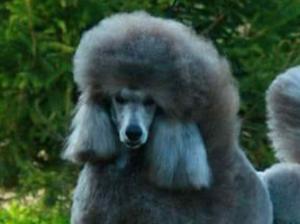 Alibama Pure Platinum (mum to puppies)