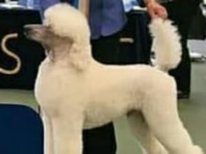 Khyzahra Kool Breeze (sire to puppies)