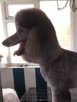 Alibama Multi Platinum