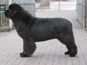 Mangookoa Dynamo the great 12 months