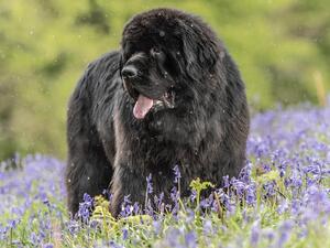 Dynamo the beast of Bodmin