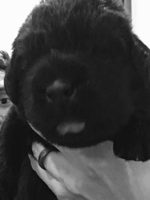 amin the saviour dog