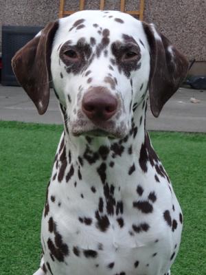 Gorgeous Orlagh