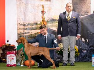 Komárom CACIB: Veteran Best In Show 2022