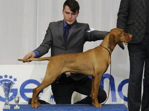 Rijeka CACIB: BOB-BOG I.-Res. Best In Show'18