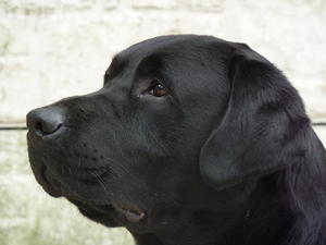 Sh Ch Fullwell Fly High to Halshimoor 