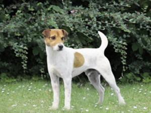 Champion Ardencote Tutor at Heythrop