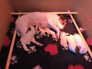 Luna and her litter 1 week old