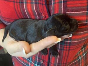 New born