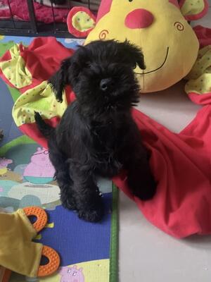 Gorgeous puppy boy still available for right home