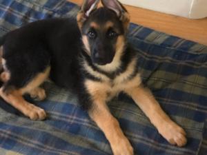 One gorgeous puppy left from the litter 9 weeks
