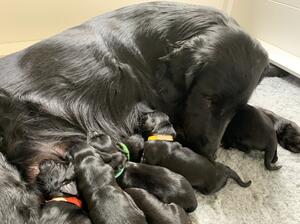 Beau's puppies 2022