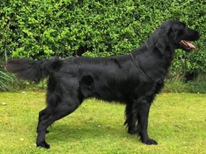 Sire 'Diego' RONEVORG I'M A BELIEVER IN STEELRIVER