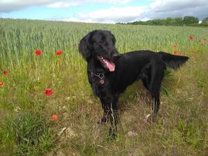 Beau and poppies