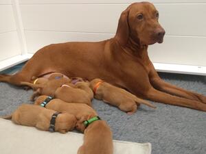 Belle and puppies