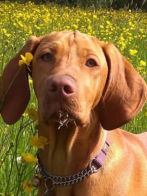 Tilly in buttercup fields