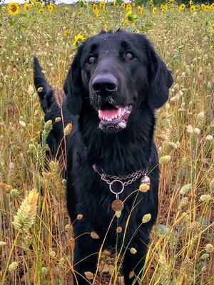 Beau in fields