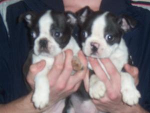 minnies pups
