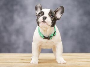BestFrenchie ARIEL