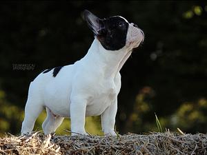 BestFrenchie GUSTAW