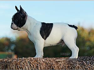 BestFrenchie JUNIOR GUCIO