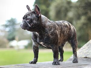 BestFrenchie AFRODYTA (Gandzia)