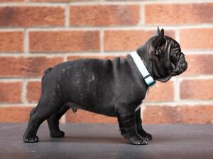 BestFrenchie POPEK- 8 weeks old on the photo