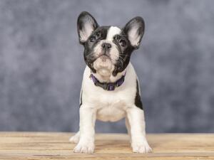 BestFrenchie GABRIELA