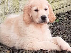 Isabella at 9 weeks old