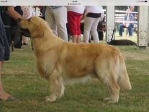 Jackson at a show