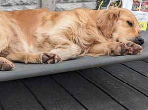 Maddison snoozing