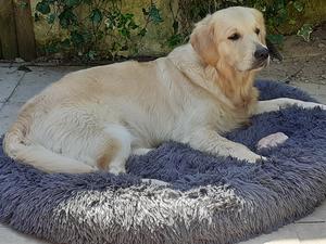 Tillie 'chillin'