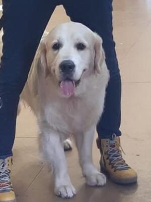 Harvey