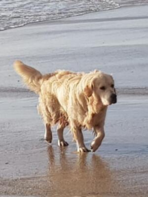 Harvey at the beach
