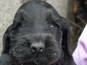 this is the black bitch I have available