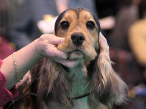 This is William the father of the puppies
