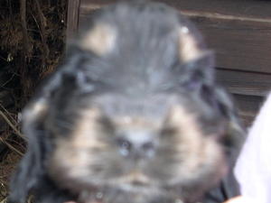 This is the black and tan dog puppy I have availab