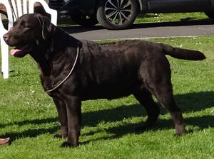 Ryedown Master Chocolatier (Tom)