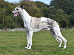 Doddridge Secret Passion (Boris) is heart tested