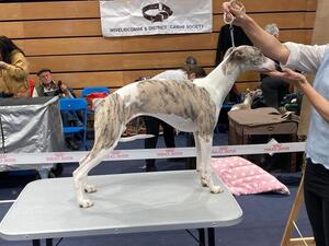 Daughter of Barney winner minor puppy Manchester