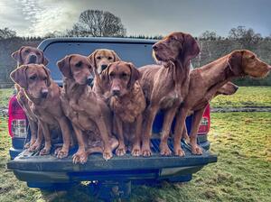 Foxhope Gundogs