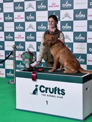 Tweed 2024 BASC crufts winner