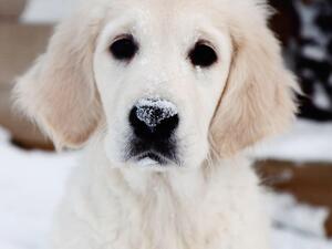 Betti as a puppy