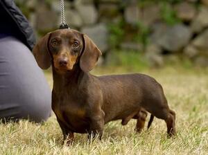 Dudley (Dad)